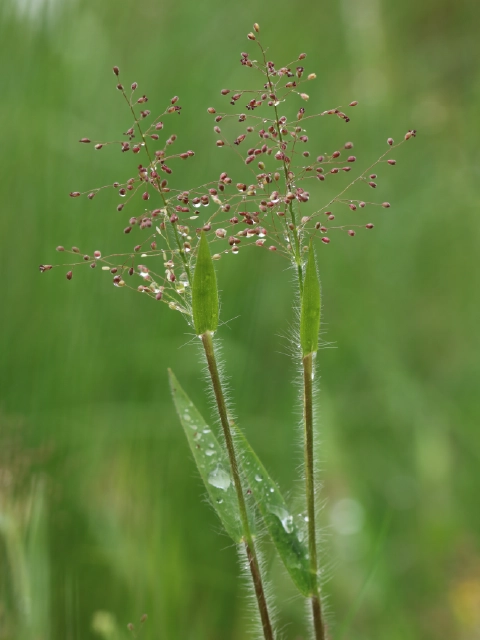 Dichanthelium acuminatum